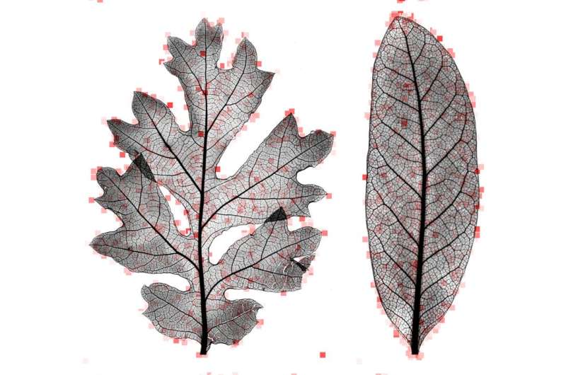 Leaf mysteries revealed through the computer's eye
