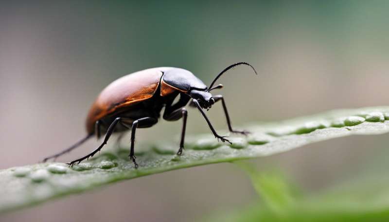 Learning from beetles, nature’s master farmers