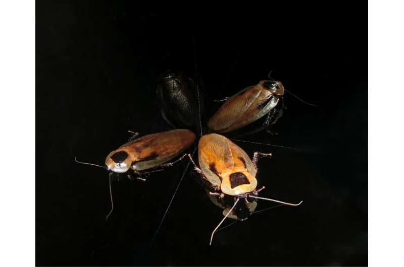 Like humans, lowly cockroach uses a GPS to get around, scientists find