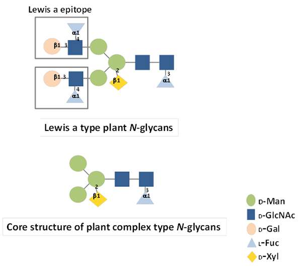 Links discovered between plant complex type N-glycans and hay fever