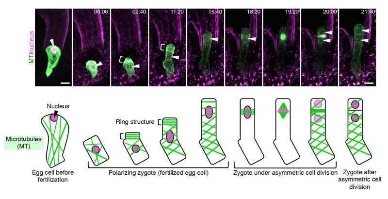 Live cell imaging of asymmetric cell division in fertilized plant cells