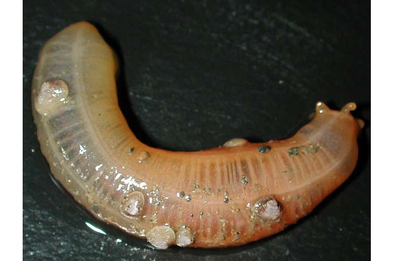Living together in mud: New bivalve species dwelling on a sea cucumber discovered in Japan