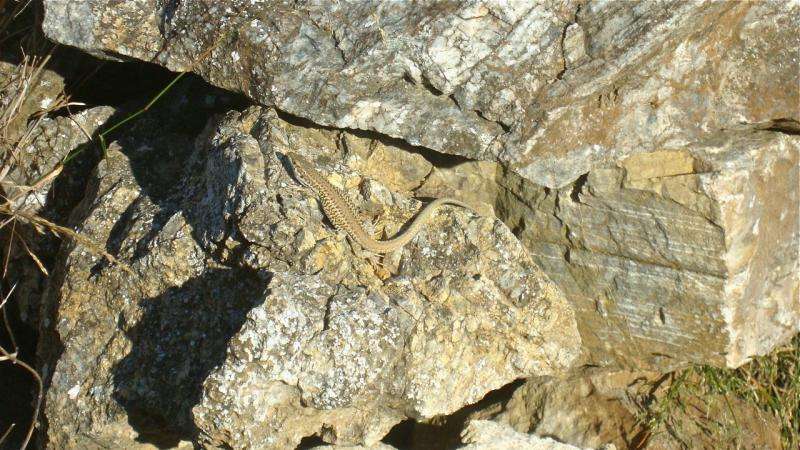 Lizards camouflage themselves by choosing rocks that best match the color of their backs