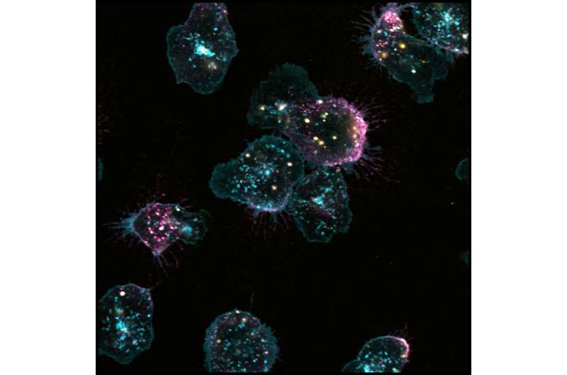 LJI researchers gain new understanding of how neutrophils