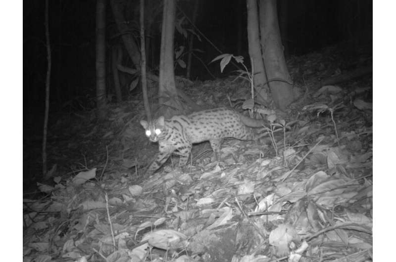 Logged rainforests can be an 'ark' for mammals, extensive study shows