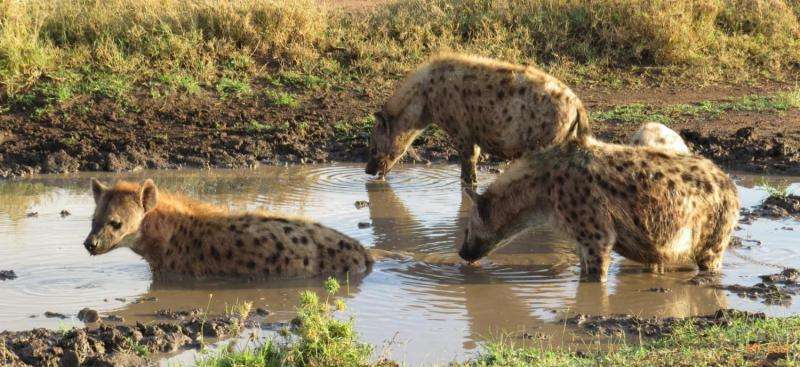 Long-term monitoring of sapovirus infection in wild carnivores in the Serengeti