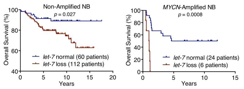 Loss of a microRNA family, let-7, found key in neuroblastoma