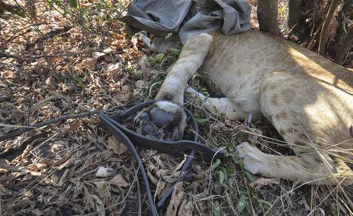 Maimed lions show challenges of recovery in Mozambican park