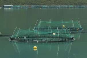 Making fish farming more sustainable