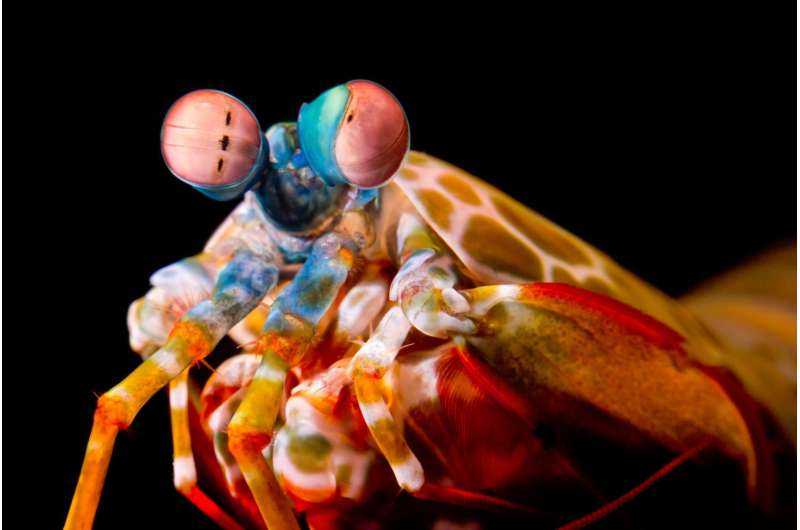 Mantis shrimp roll their eyes to improve their vision