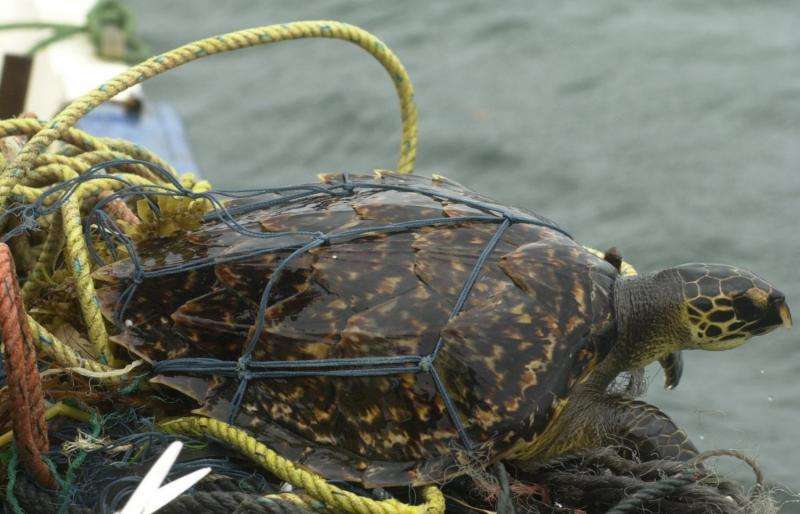 Marine scientist devotes career to reversing trend of bycatch