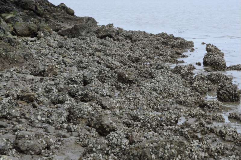 Mass oyster die-off in San Francisco related to atmospheric rivers