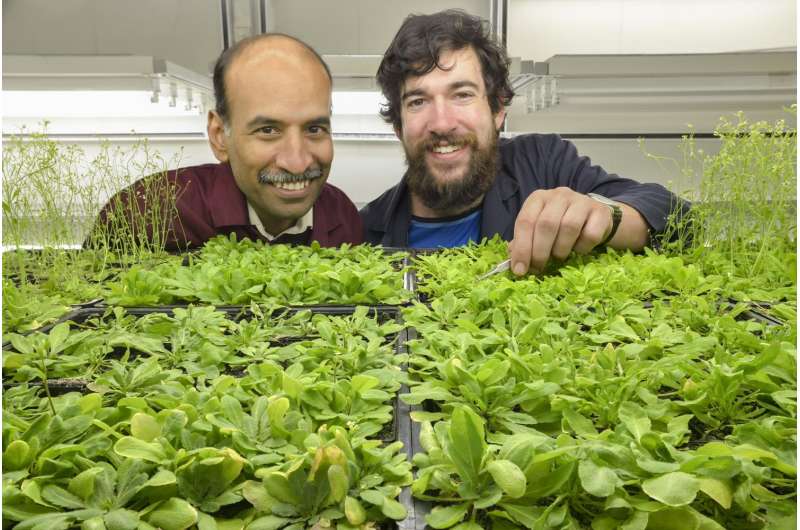 Mechanism discovered for plants to regulate their flowering in a warming world