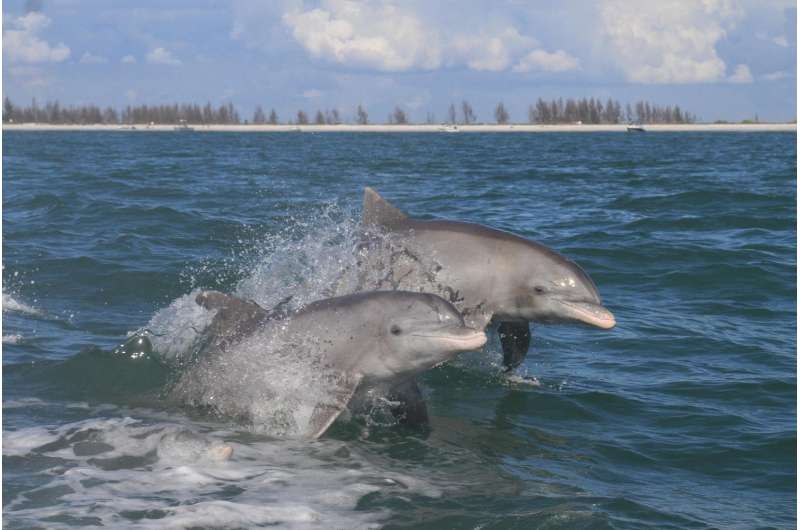Mercury contamination found in Everglades dolphins