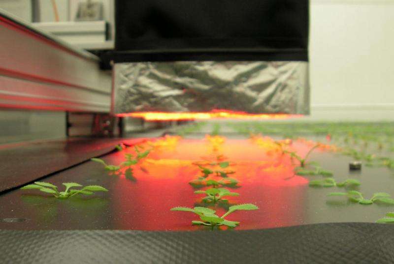 Method for selecting plants with better photosynthesis