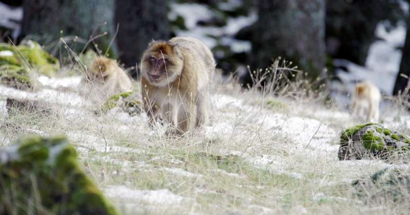 Monkeys regulate metabolism to cope with environment and rigours of mating season
