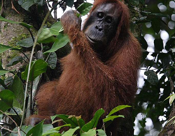 More Sumatran orangutans than previously thought