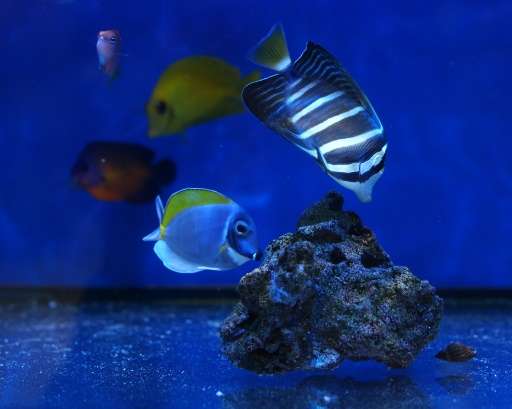 More than half of saltwater aquarium fish bought by researchers from US-based pet stores and wholesalers tested positive for cya