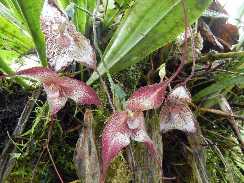 Mystery of Dracula orchids' mimicry is unraveled with a 3-D printer