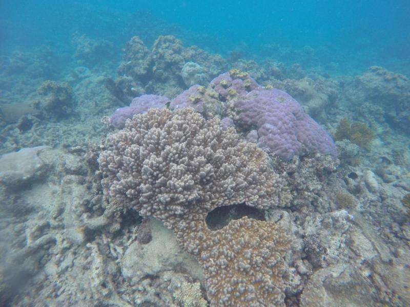 NASA begins study of Australia's Great Barrier Reef
