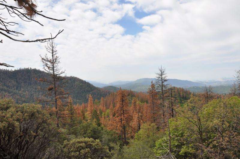 NASA maps California drought effects on Sierra trees