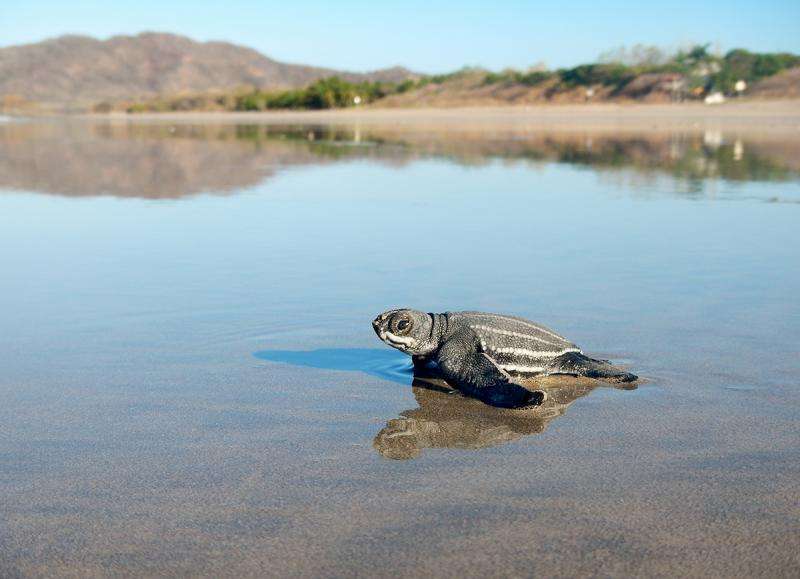 Natural nomads, leatherback turtles opt to stay in place