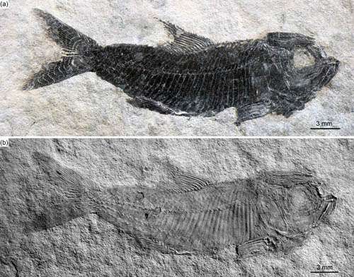 Neopterygian fish with secondary sexual characteristics found from the Middle Triassic of China