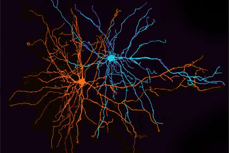 Neuroscientists identify brain circuits that could play a role in mental illnesses, including depression