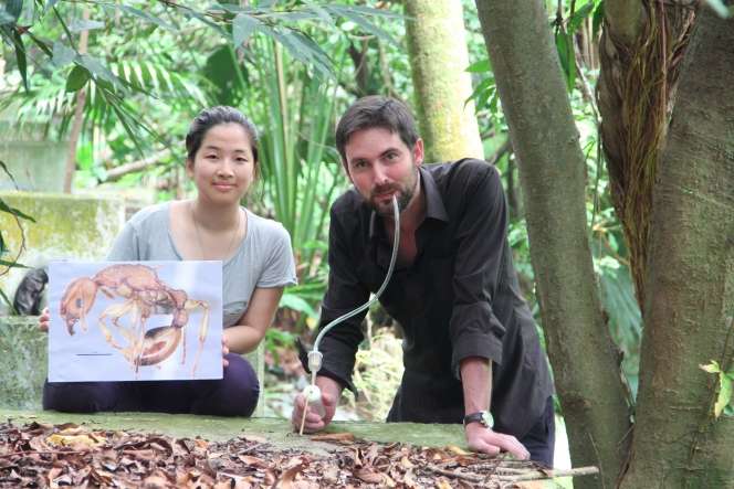 New ant species Paratopula bauhinia (Golden Tree Ant) described from Hong Kong by HKU biologists