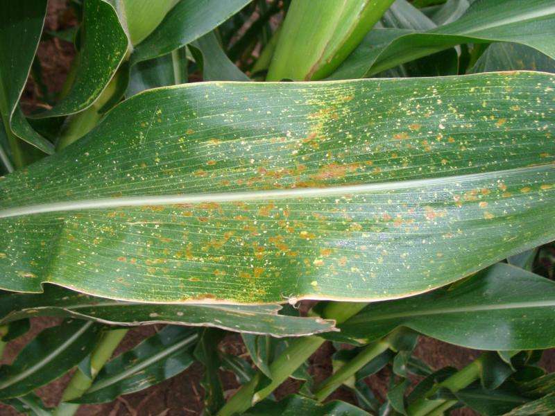 New bacterial pathogen found in corn in Texas