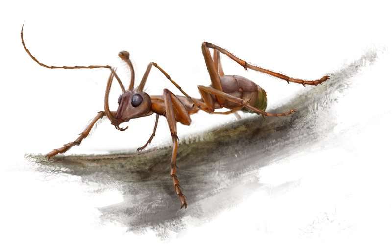 New Cretaceous fossils shed light on the early evolution of ants