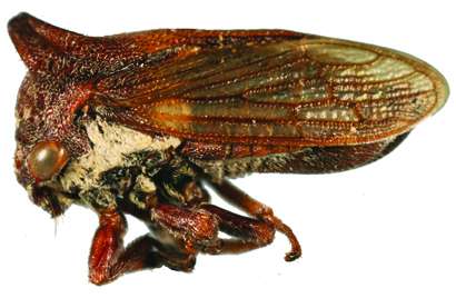 New genus of treehopper named after Selena Quintanilla, the queen of Tejano music