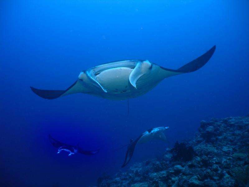 New global strategy to save sharks and rays