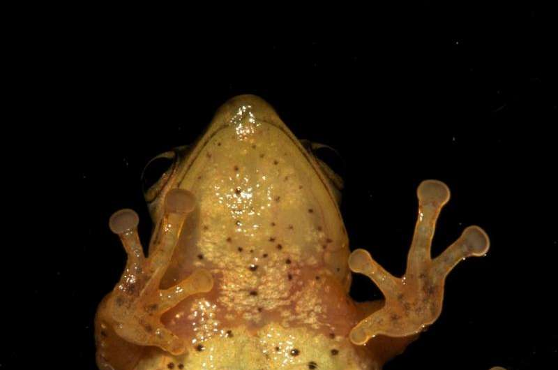 New golden frog species discovered in Colombia