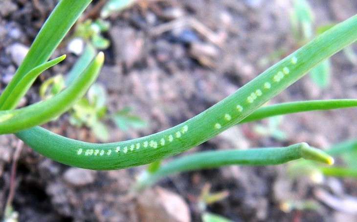 New insect pest a threat to onion and related crops in Pennsylvania