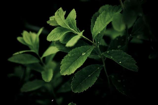 New insight into how plants make cellulose