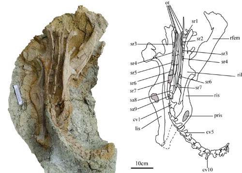 New leptoceratopsid found from the Upper Cretaceous of Shandong Province, China