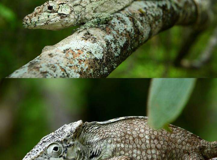 New lizard found in Dominican Republic