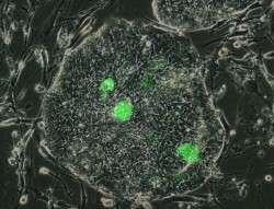 New method for detecting and preserving human stem cells in the lab