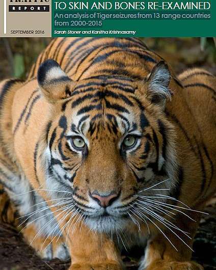New report finds no slowdown in tiger trafficking