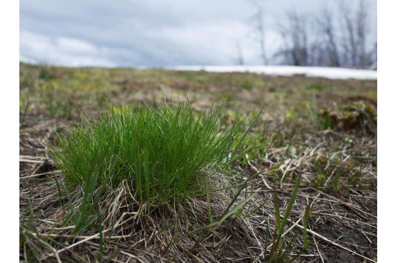New research details how big game follow spring green-up