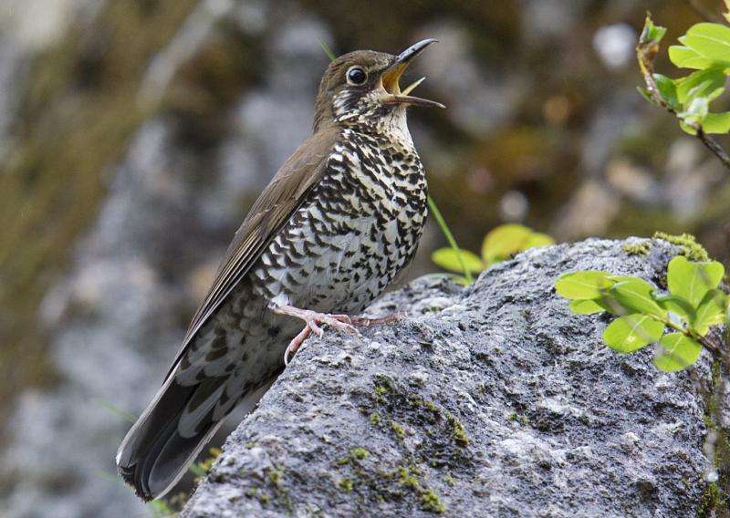 New species of bird discovered in India and China by international team of scientists