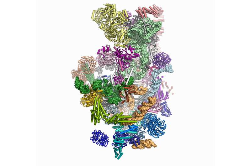New structure shows how cells assemble protein-making machinery