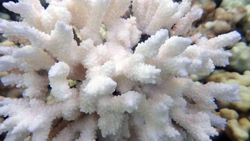 New studies take a second look at coral bleaching culprit