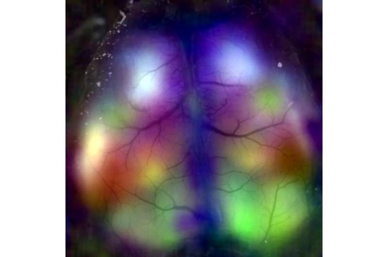 New study uncovers vivid patterns of neural activity in the resting mouse brain