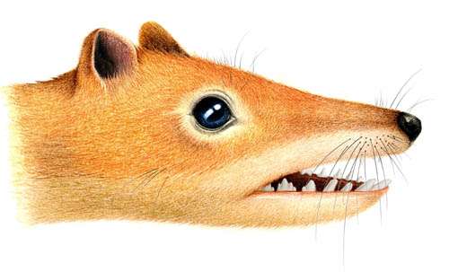 New symmetrodont mammal found from the Early Cretaceous of China