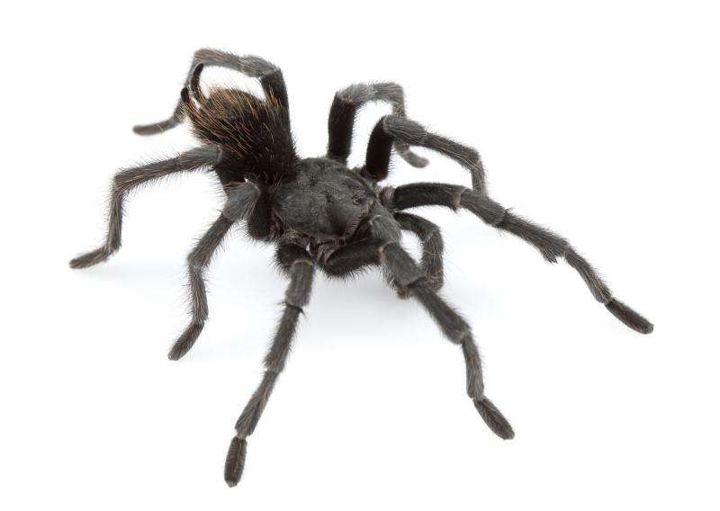 New tarantula named after Johnny Cash among 14 spider species found in the United States