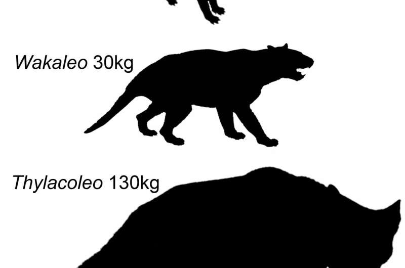 New tiny species of extinct Australian marsupial lion named after Sir David Attenborough