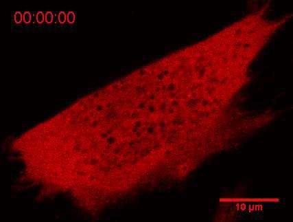 New tool shines light on protein condensation in living cells