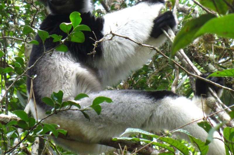 New way to detect human-animal diseases tested in lemurs